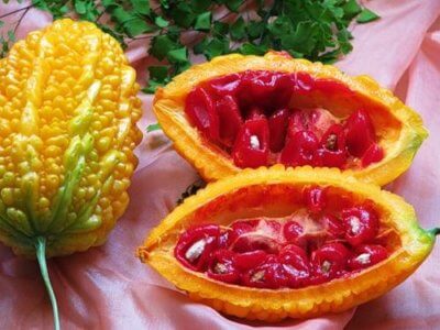 Китайская горькая тыква
